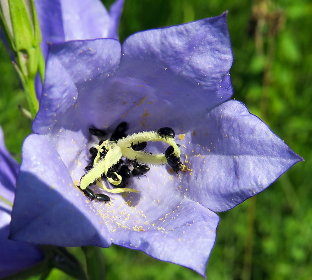 Campanula7g