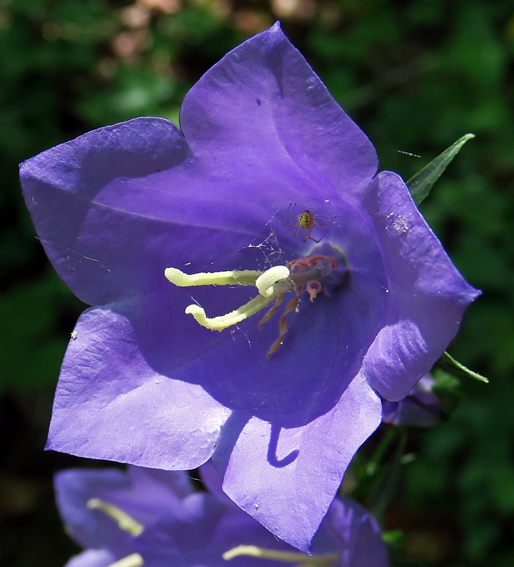 Campanula6a