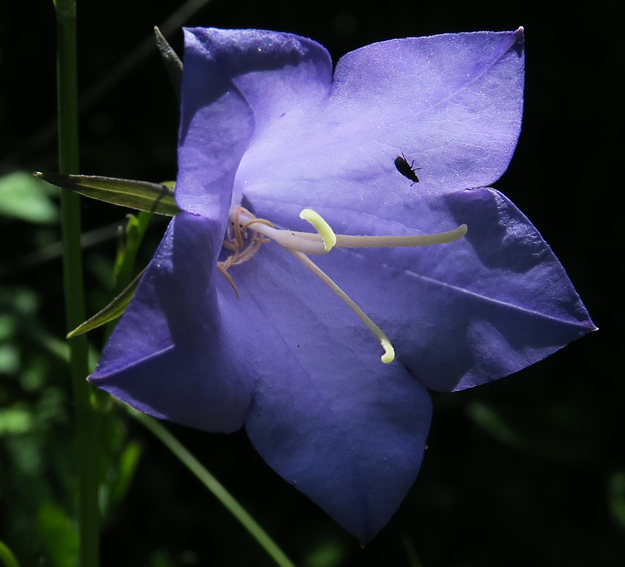 Campanula7