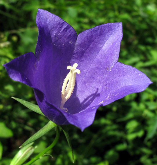 Campanula7b