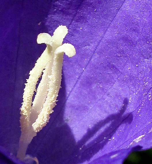 Campanula7c