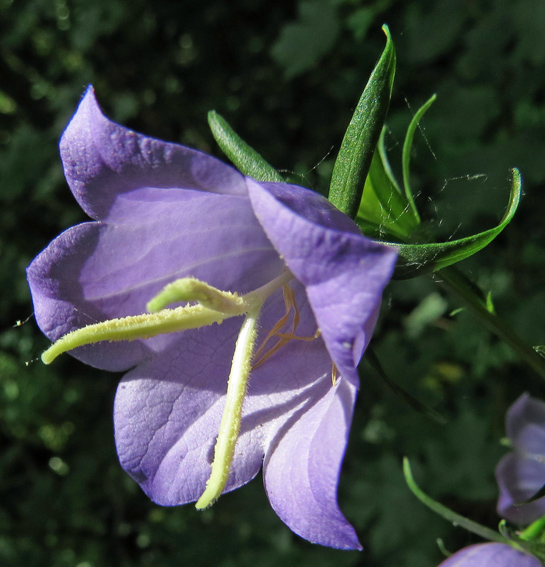 Campanula7e