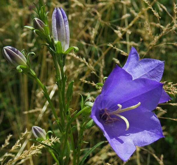 Campanula5a