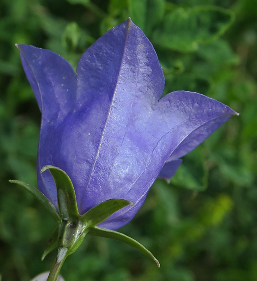 Campanula7f