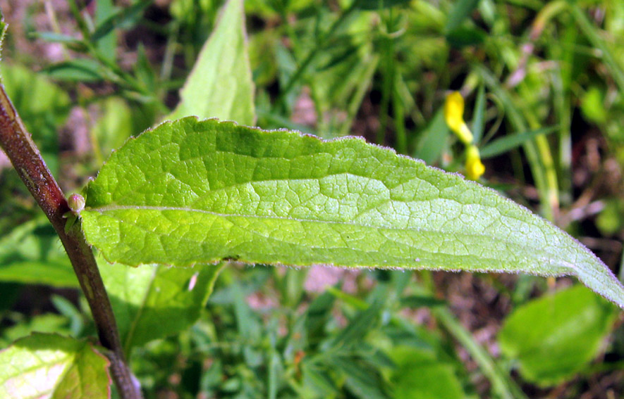 Campanula9