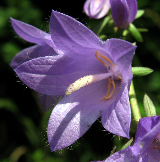 Campanula11