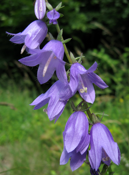 Campanula10