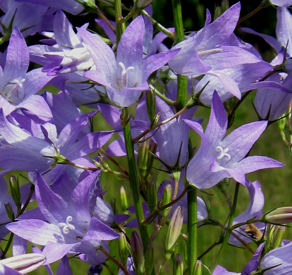 Campanula13