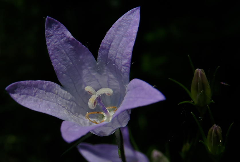 Campanula15b