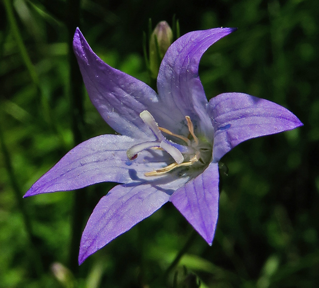 Campanula15c