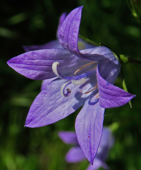 Campanula15d