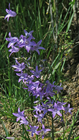 Campanula12