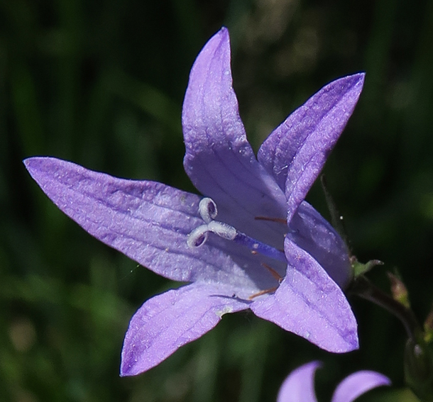 Campanula15a