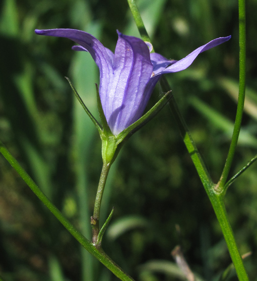 Campanula15