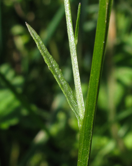 Campanula14b