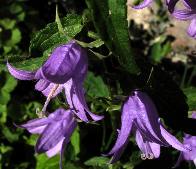 Campanula36