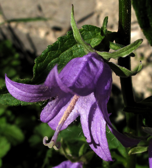 Campanula37