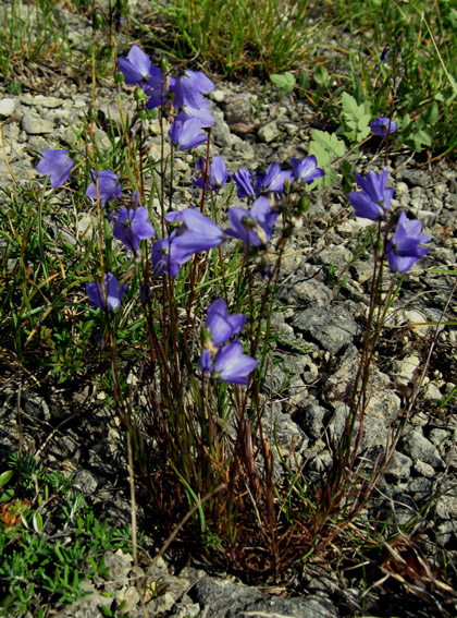 Campanula16