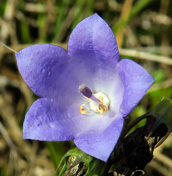 Campanula19f