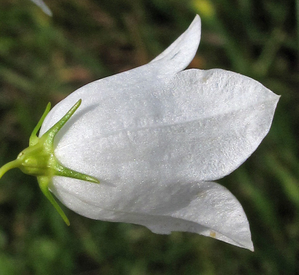 Campanula19a