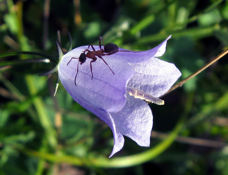 Campanula19