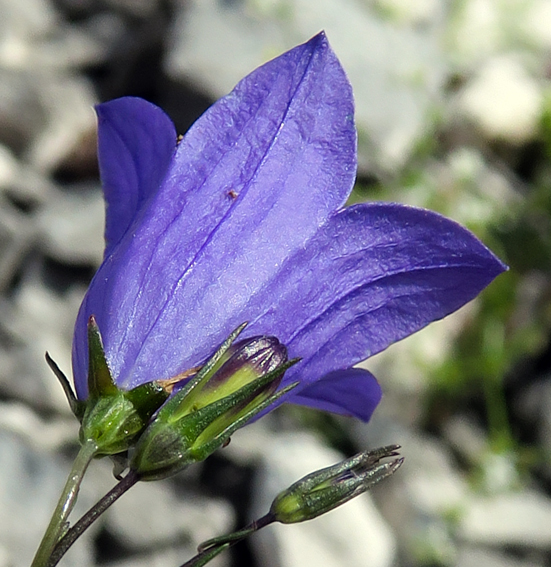 Campanula19g