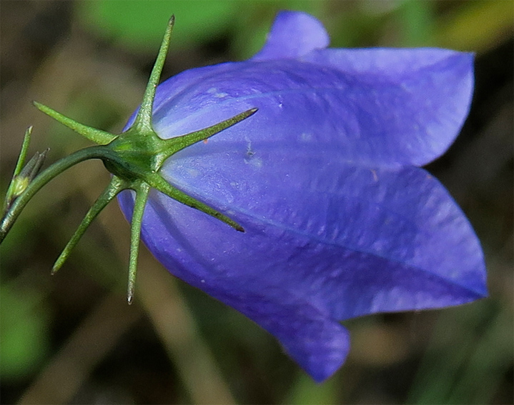 Campanula19d