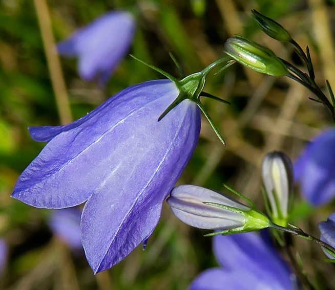 Campanula19e