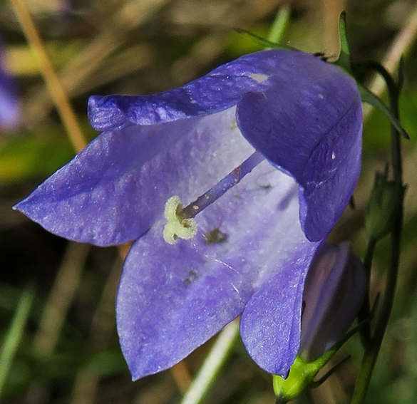 Campanula18