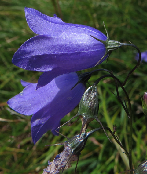 Campanula19c