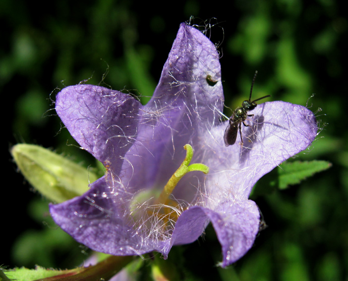 Campanula22