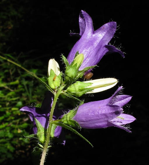 Campanula21a0