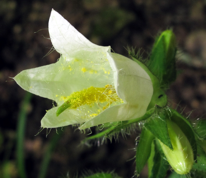 Campanula22a0