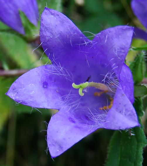 Campanula21c