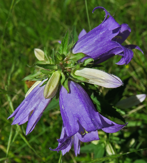 Campanula20