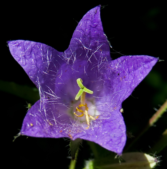 Campanula22a4