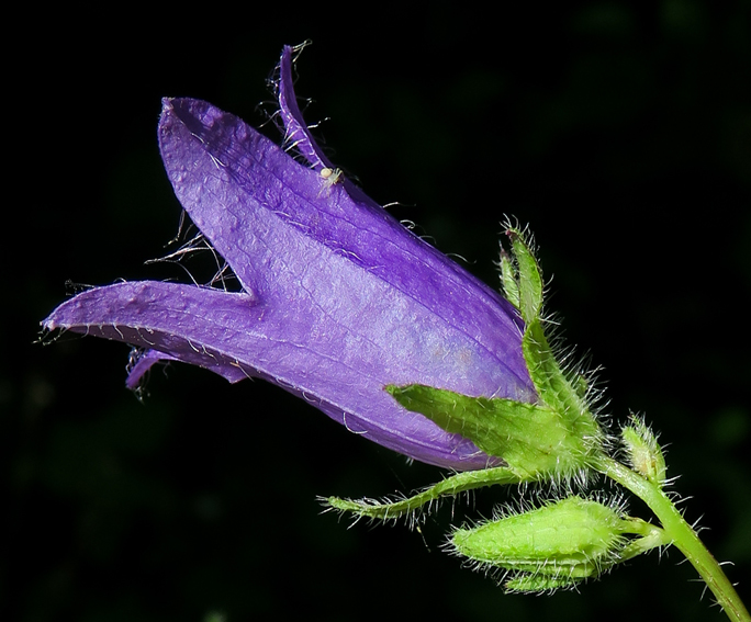 Campanula21b