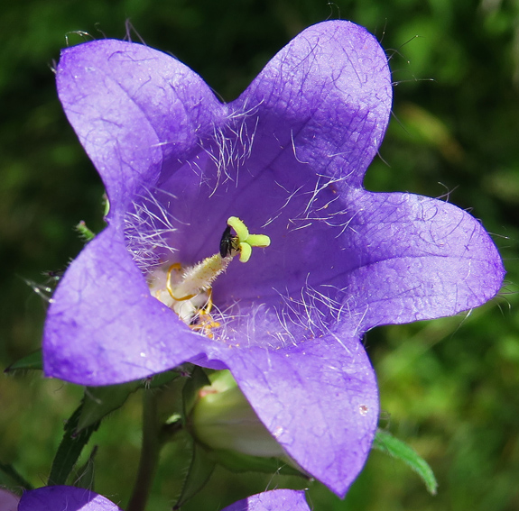 Campanula22a2