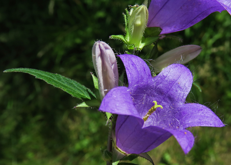 Campanula21a