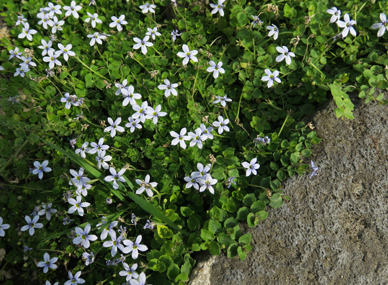 Lobelia1
