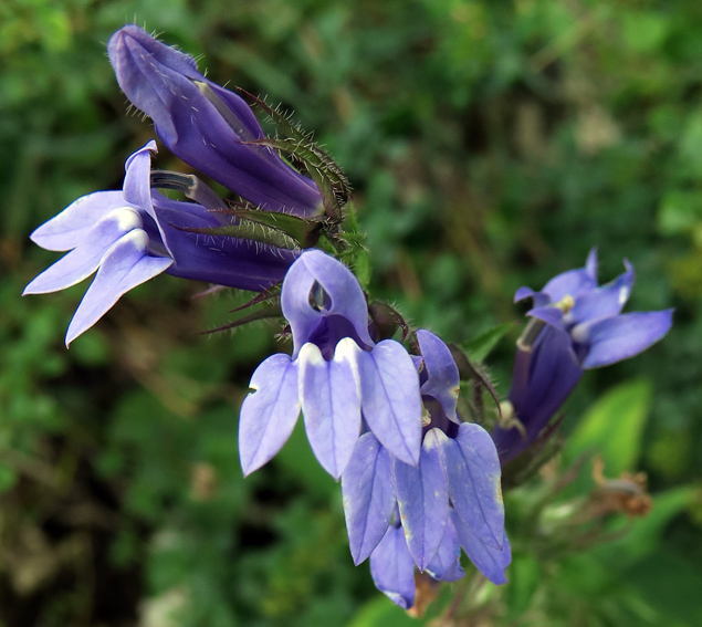 Lobelia5