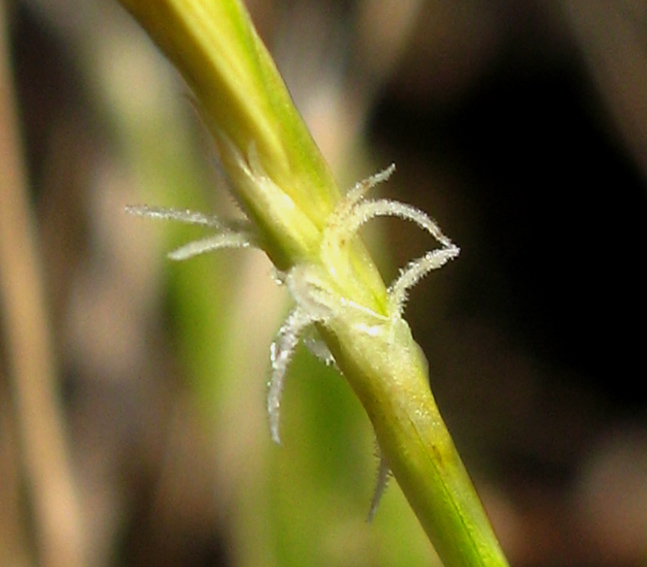 Carex8