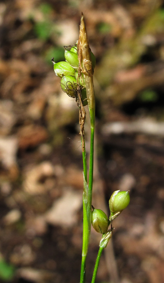 Carex8a