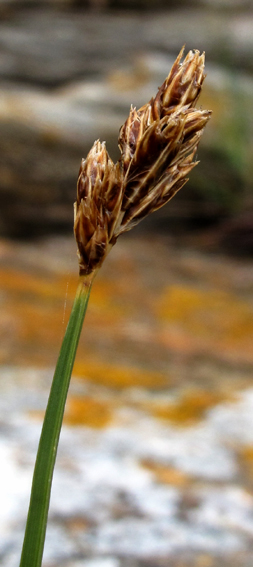 Carex19