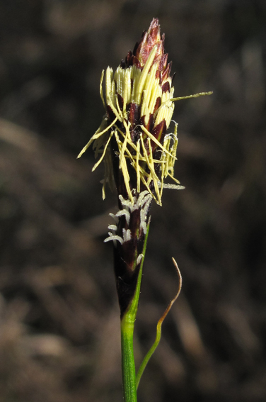Carex2a