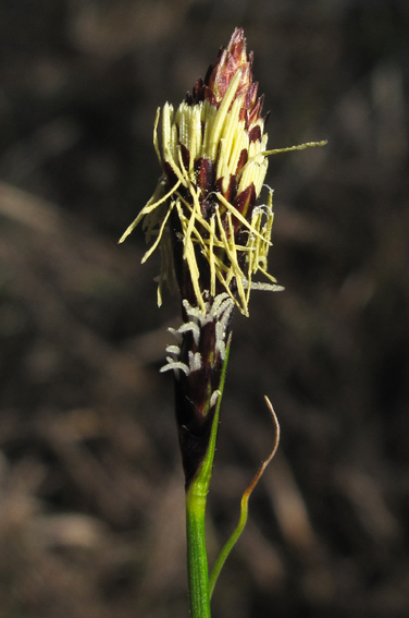 Carex2a