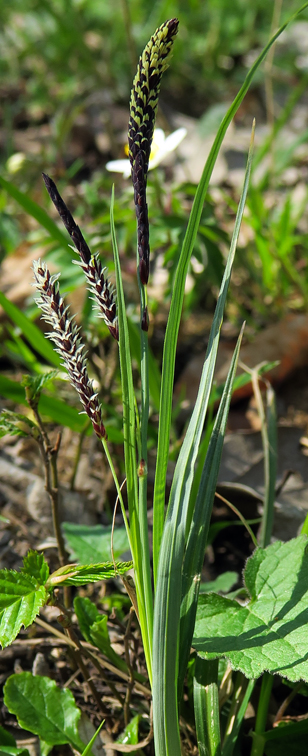 Carex2e