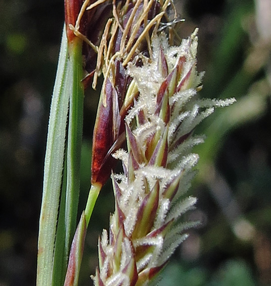 Carex3a