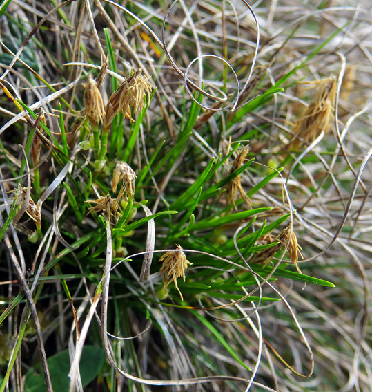 Carex11a