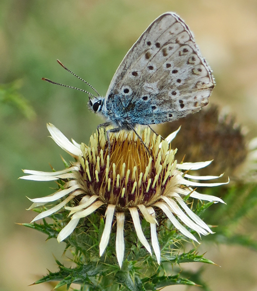 Carlina3